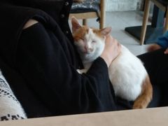 -平行世界·猫咖(首经贸店)