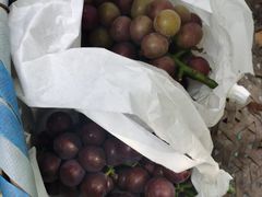 -马陆小张葡萄园农家乐