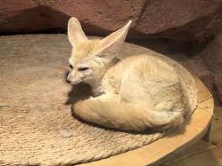 -Zoolung Zoolung动物主题公园(海信广场店)