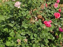 -名花谷生态庄园