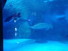 -烟台海昌鲸鲨海洋公园