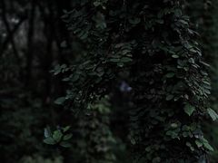 -昆山城市生态森林公园