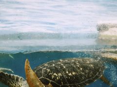 -海合安武汉极地海洋公园