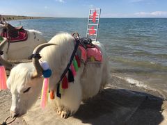 -青海湖国家重点风景名胜区