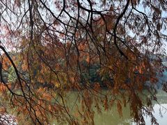 -深圳仙湖植物园