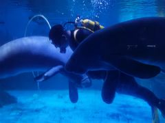 -烟台海昌鲸鲨海洋公园