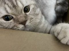 -严国平动物医院(德政总院)