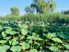 -大兴滨河森林公园