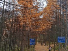 -牛背梁国家森林公园