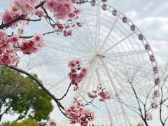 -顾村公园