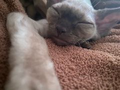 -藏猫猫咖啡主题馆(中央大道店)