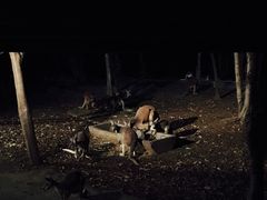 -清迈夜间动物园