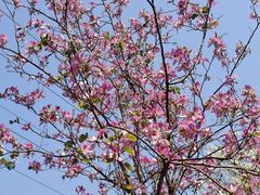 -广东花都湖国家湿地公园