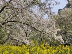 -苏州上方山国家森林公园