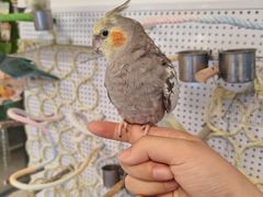 -吉丁鸟咖·异宠·寄养