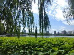 -莲花池公园