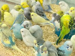 -双季花艺园艺市场(浦东店)