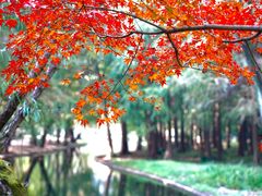 -上海共青森林公园