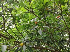 -贵阳市花溪国家城市湿地公园