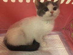 -芭比堂宠物医院·全科爱猫医院·仁德分院