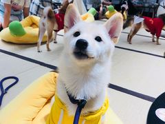 -逗柴咖啡屋·狗咖猫咖宠物桌游