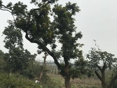 -张坝桂圆林公园