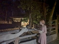 -清迈夜间动物园