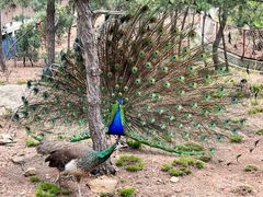 -西霞口神雕山野生动物世界