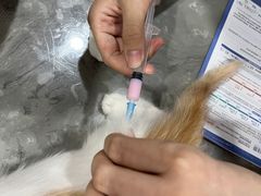 -四月宠物医院·猫专科·心脏专科·内科(转塘店)