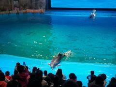 -芜湖新华联大白鲸海洋公园