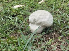 -东莞植物园