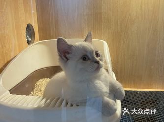 南桥的绿地未来中心新开猫咖