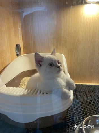 南桥的绿地未来中心新开猫咖