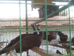 -瑞丽独树成林风景区