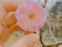 -梅花山(明孝陵内)