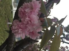 iphone_upload_pic-高东镇樱花园