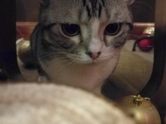 猫宝-咖法森林·咖啡  酒吧(天河店)