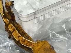 -酷以爬仙阁实体爬宠店·守宫·蜥蜴·专业繁育