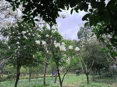 -上海佘山国家森林公园天马山园