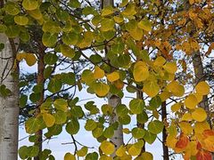 -北极村旅游风景区