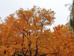 -莲花池公园