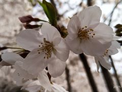 -高东镇樱花园