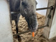 -松声马术俱乐部