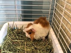 -藦茜花园宠物主题亲子互动体验馆(国顺东路店)