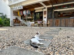-原乡芦茨咖啡