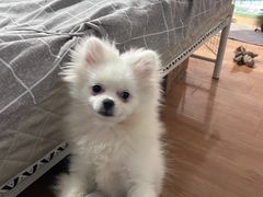 -艾贝尔宠物医院 ·内科全科(梁溪路店)