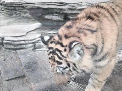 -贵州森林野生动物园