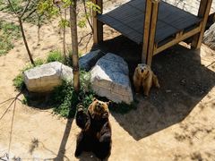 -石家庄市动物园