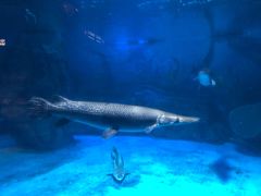 -烟台海昌鲸鲨海洋公园