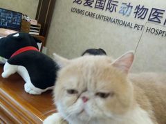 -宠爱国际动物医院· 猫科· 外科·中兽医(长白店)